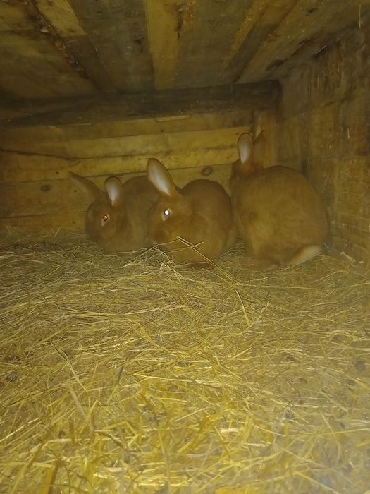 Króliki rasowe kilka ras