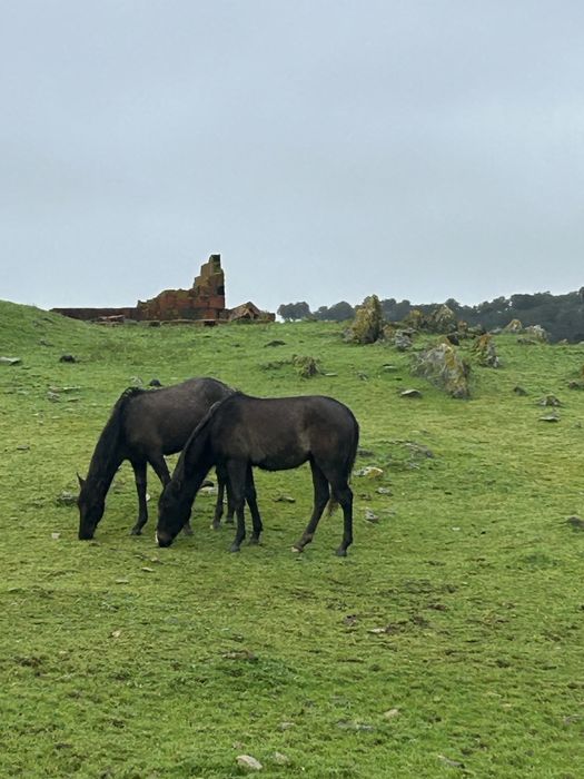 2 plodros cruzados lusitano 2400€