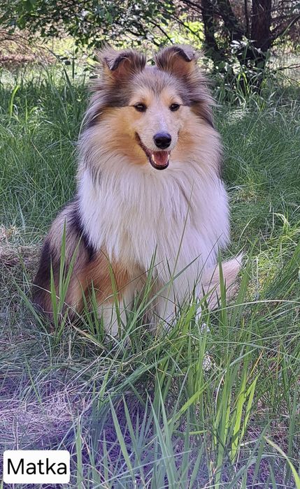 Owczarek Szetlandzki FCI