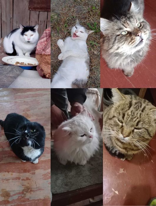 Допоможiть з кормом для котiв