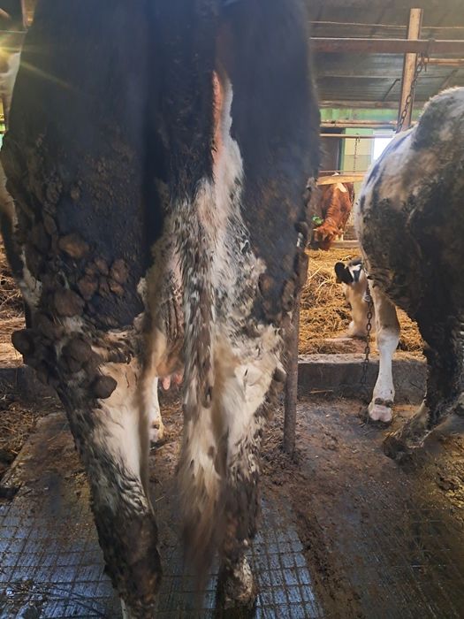 3jałowki wysokocielne simental na koniec marca  a 2na koniec kwietnia