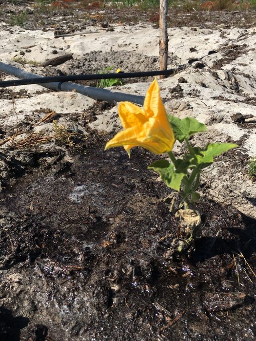 Terreno agricola 6Ha