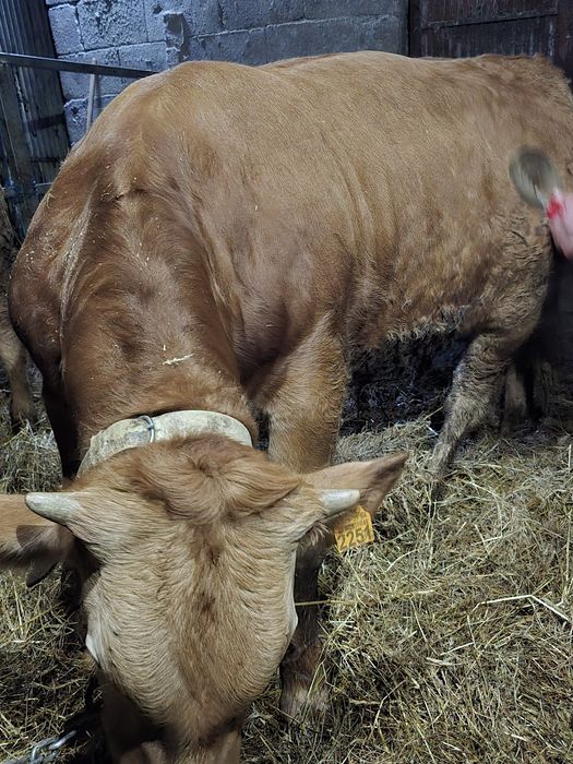 Vitelo minhoto 8 meses