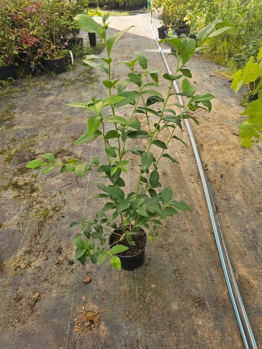 Borówka Amerykańska! Sadzonki 2 LETNIE!Na plantacje!10 odmian CAC 45cm