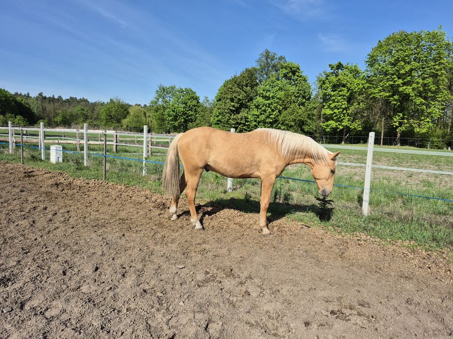 Sprzedam wałach 3 lata