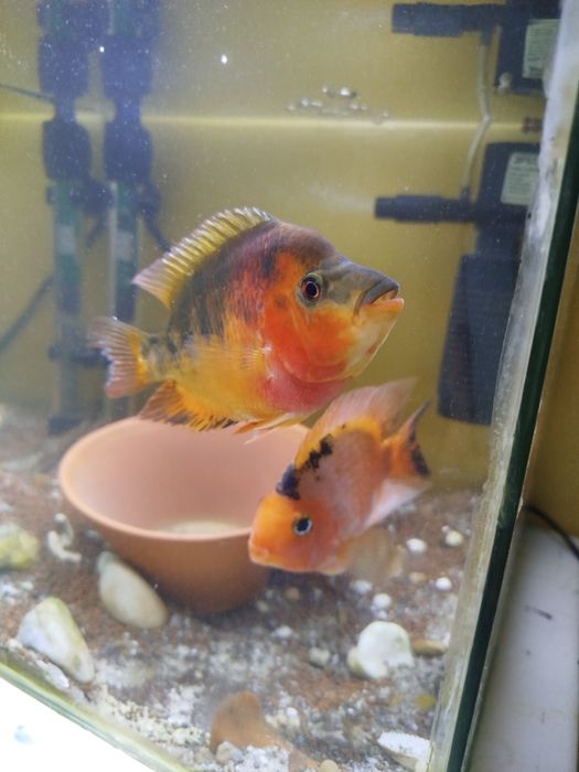 Vendo flowerhorn macho fader criaçao própria