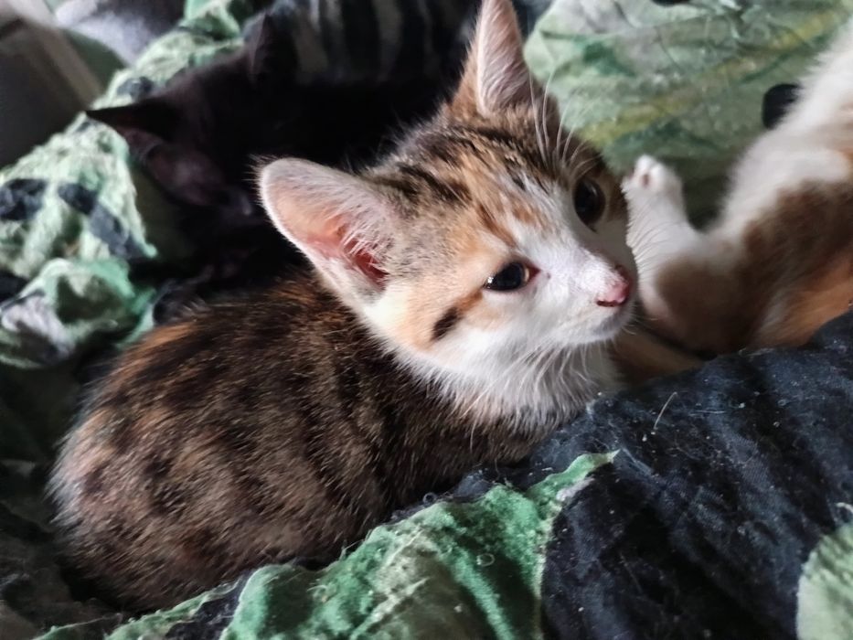 Śliczne kociaki do oddania