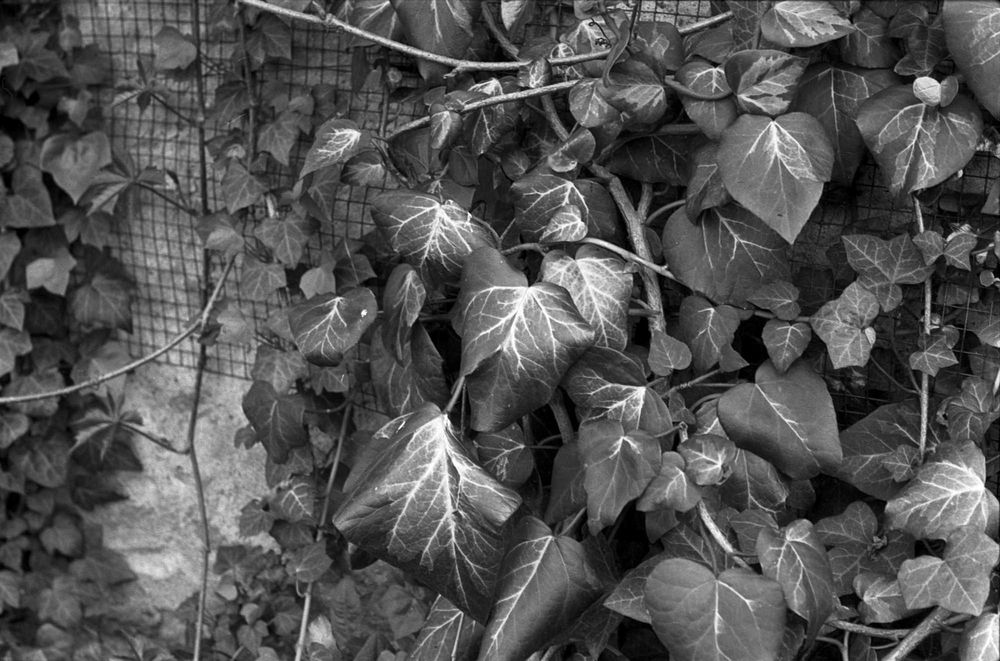 Lustrzanka analogowa Praktica L2 + Pentacon 1.8 + telekonwerter M42