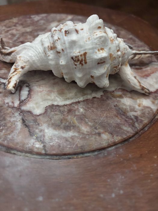 Buzio para decoraçao