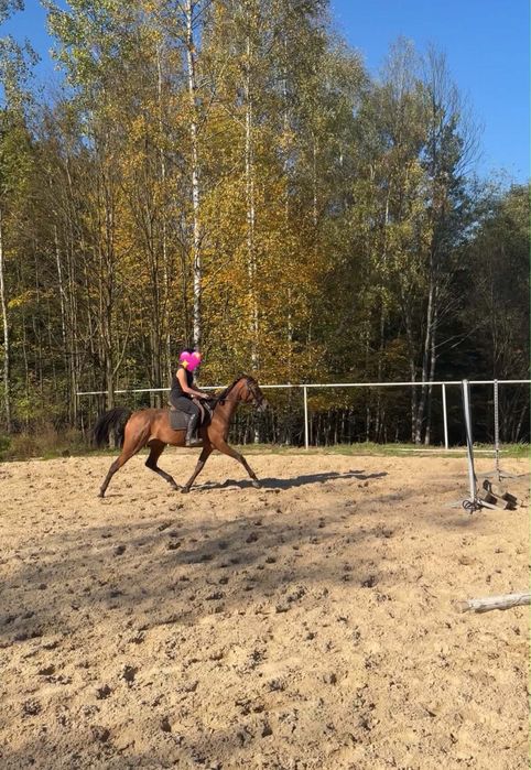 Klacz 4 lata, 160 cm sprzedam/zamienie