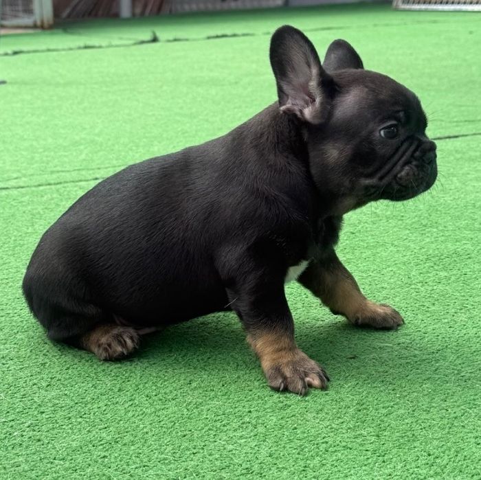 Bulldog francês macho black tan