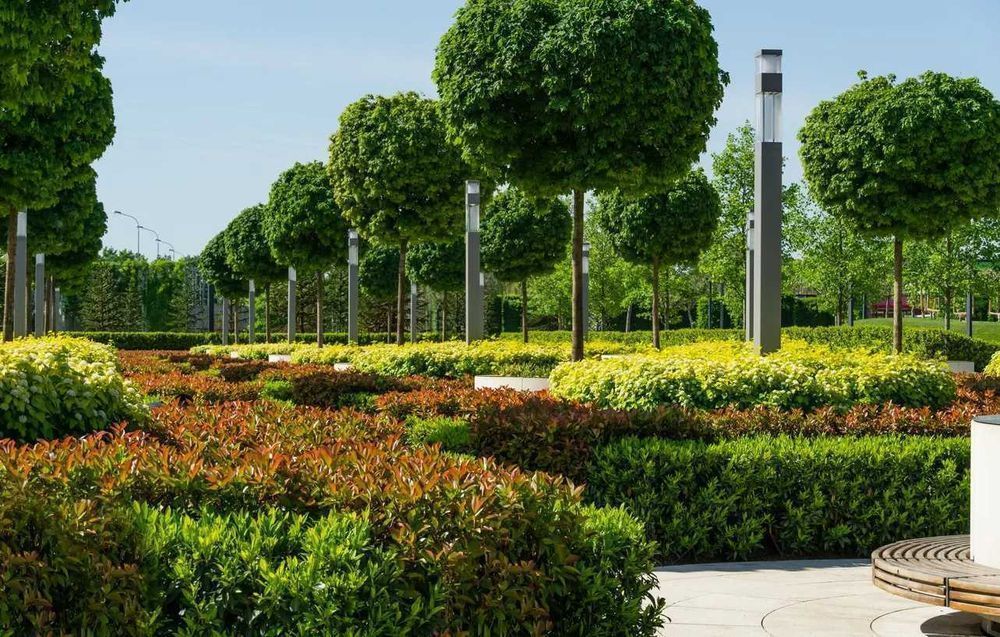 Klon GLOBOSUM Acer kulisty PURPLE GLOBE Golden Globe drzewa alejowe