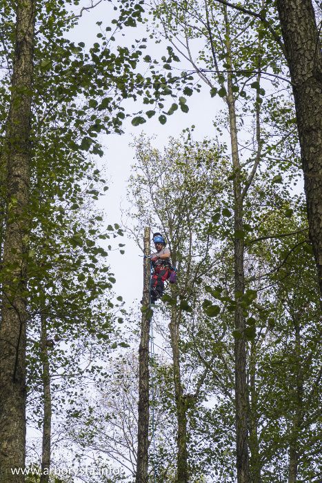 Arborysta - Pielęgnacja i Wycinka Drzew