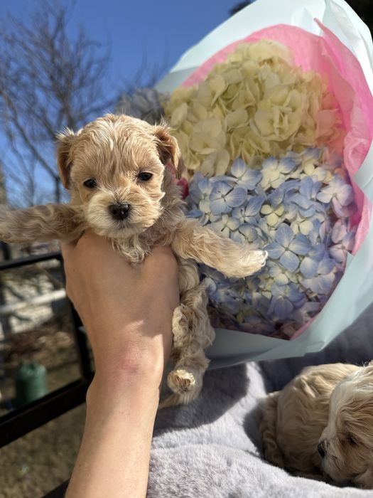 Мікро мальтіпу карамель мама ксу