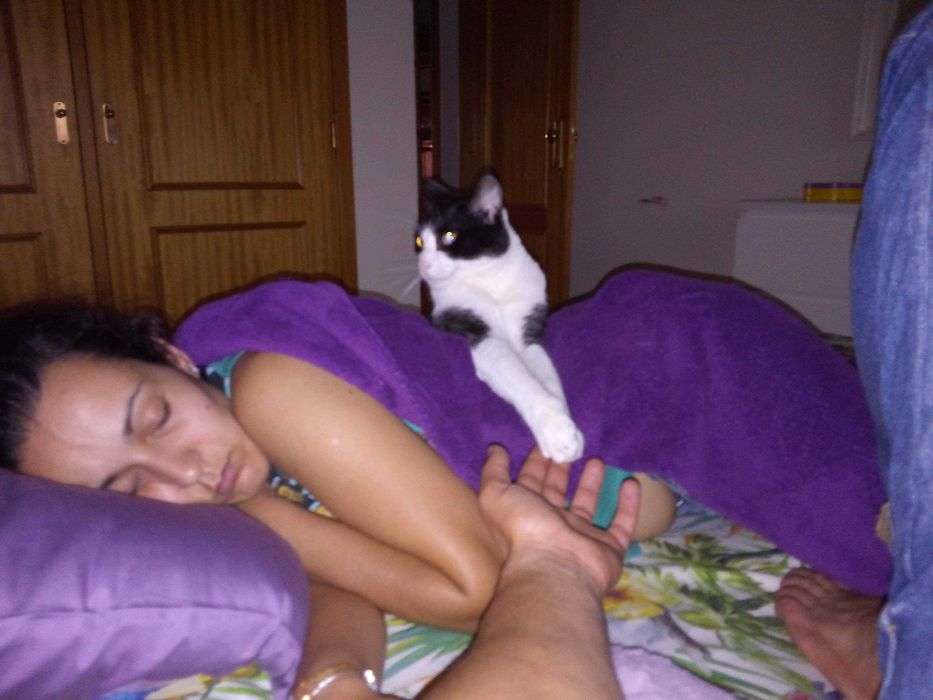 Gato macho esterelizado