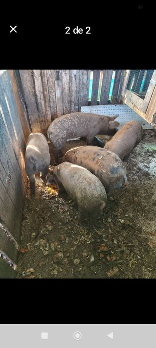 Porcos com 6meses