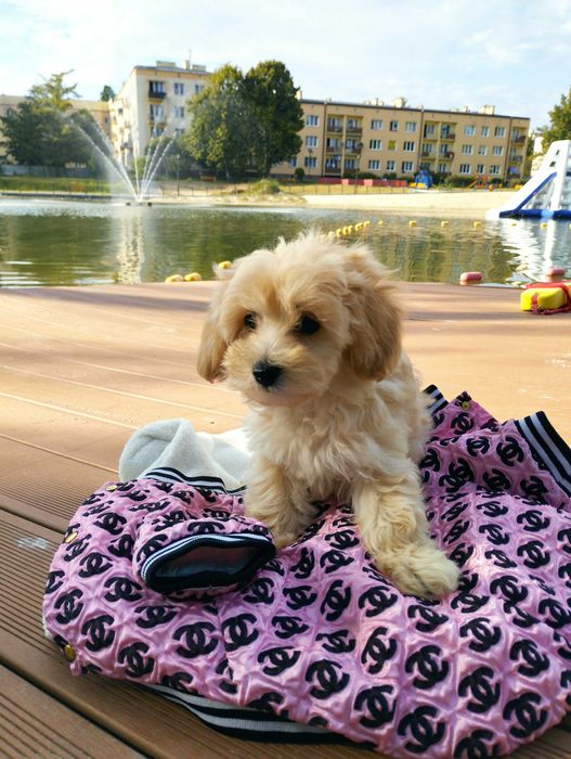 Maltipoo XS rodowodowe (maltańczyk & pudel TOY)paszport+czip