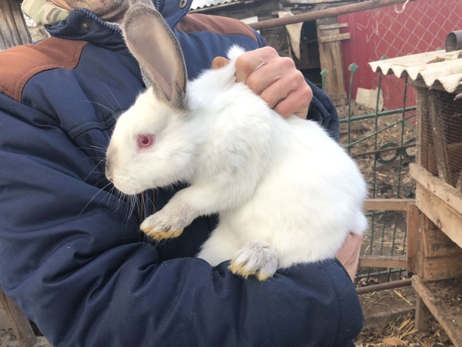 Продам кроликов