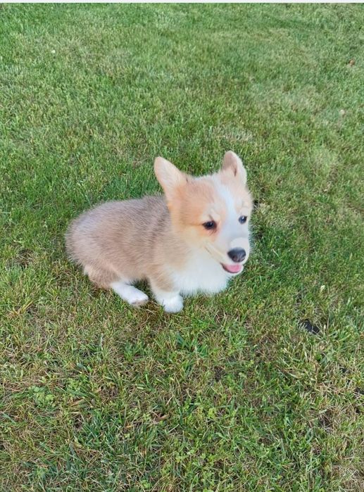 Suczka Welsh Corgi PEMBROKE - KREDA