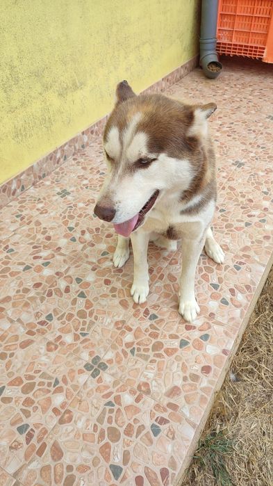 Husky Siberiano com 4 anos