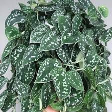 Эпипремнум, сциндапсус 10 видов