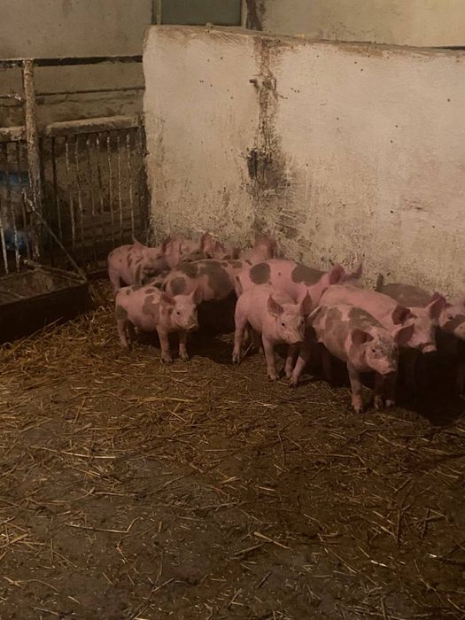 Продам поросят домашніх