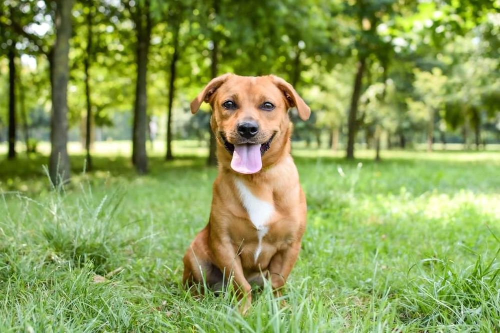 Uroczy, rudy kawaler wniesie do Domu dużo energii i radości!