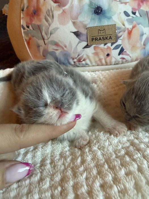 Miot” O „Kropla Oceanu *PL Shk/WCF