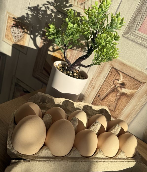 Sprzedam jajka z wolnego wybiegu