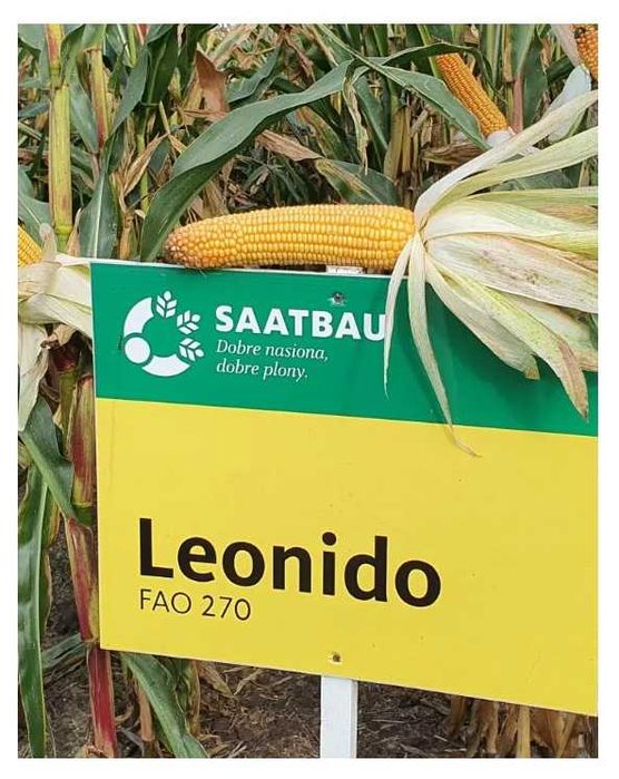 Leonido, materiał siewny, kukurydza na kiszonkę worek 18,9 kg