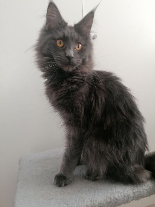 Мейн-кун дівчинка