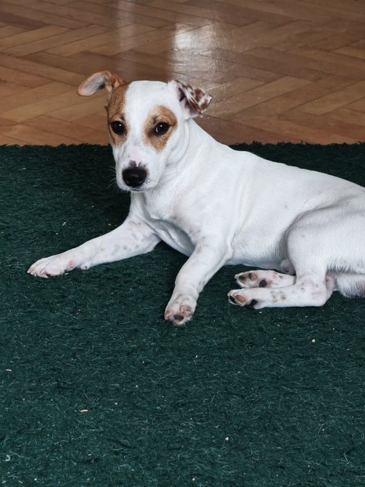 Jack Russell Terrier