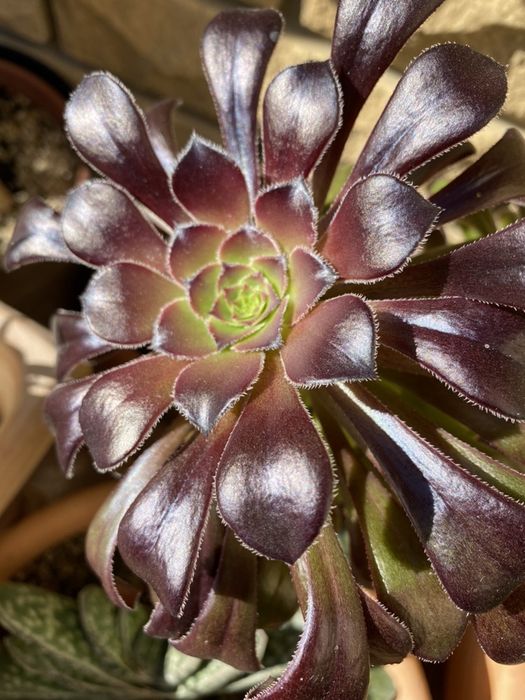 Эониум Шварцкопф