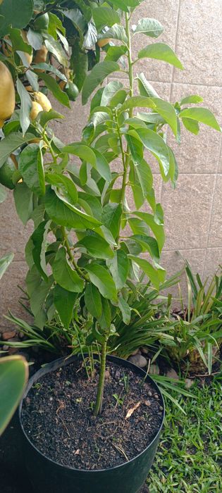 Planta de abacate em vaso.