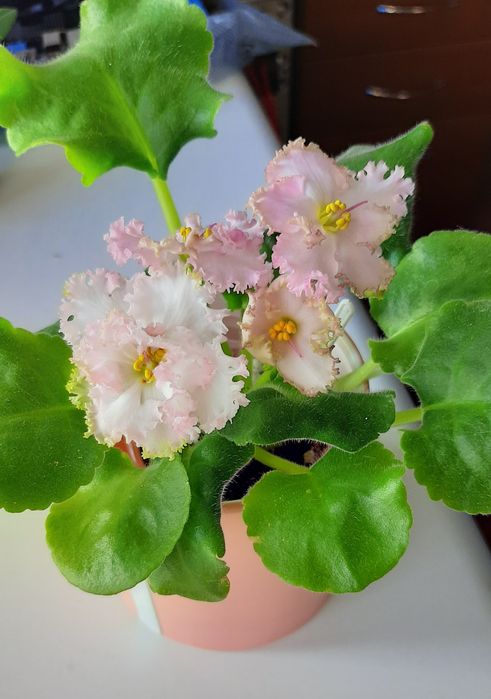 Сортовые фиалки, Взрослые растения и детки