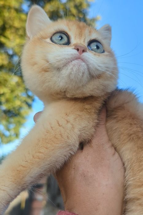 Bri ny 12 Шиншила золотая