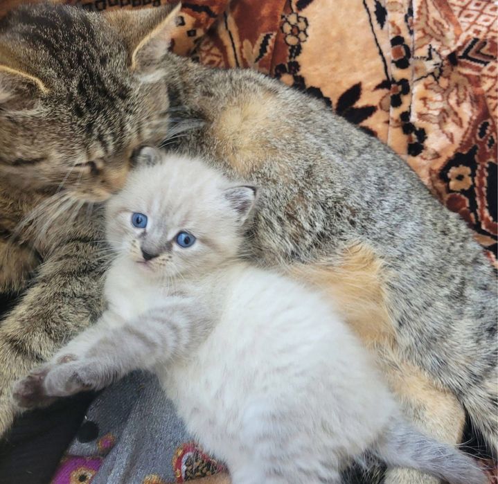Віддам котика в добрі руки
