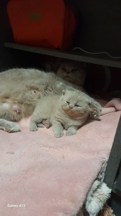 Британские котята