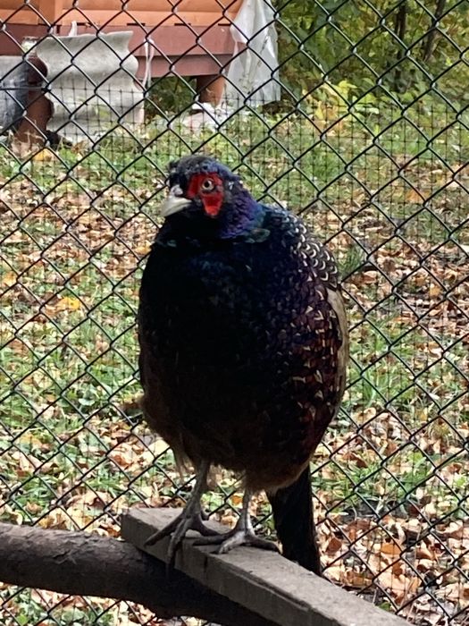 Фазани-когути