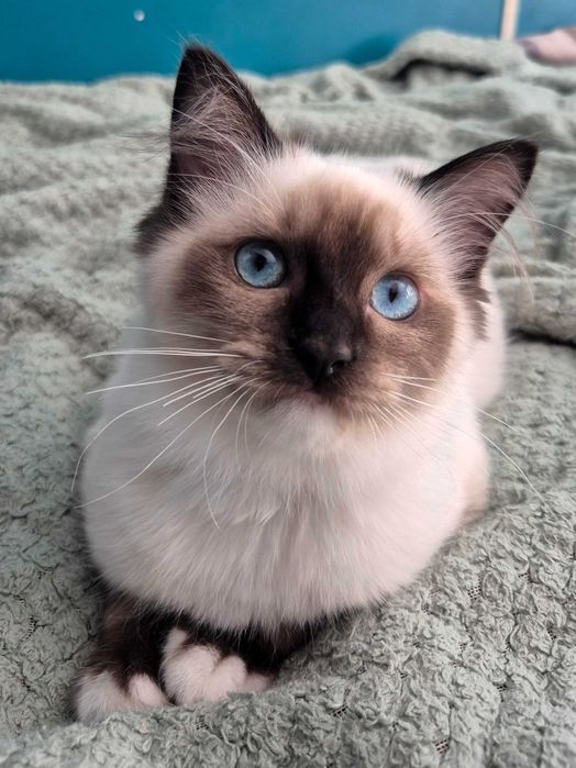 Kotka Ragdoll seal mitted