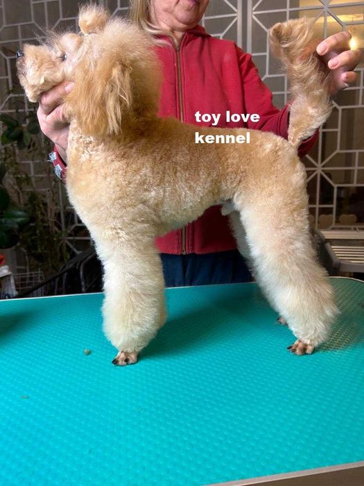 Мініатюрний пудель, хлопець, абрикосовий, 29 см КСУ/FCI