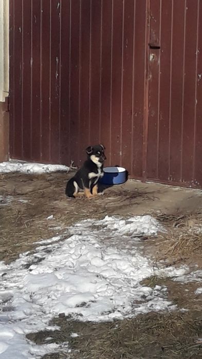 Oddam w dobre ręce - piesek i suczka