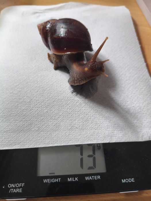 Ślimak afrykański Lissachatina (Achatina) fulica