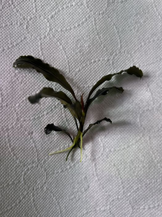 Bucephalandra „Mini red”