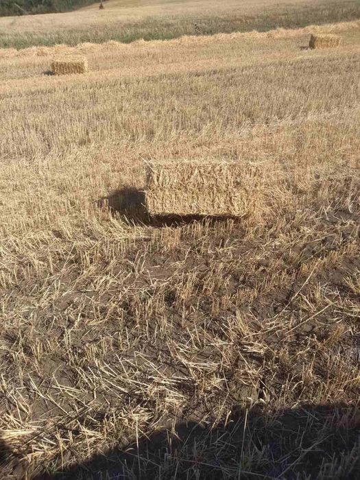 Солома в тюках 2025 року