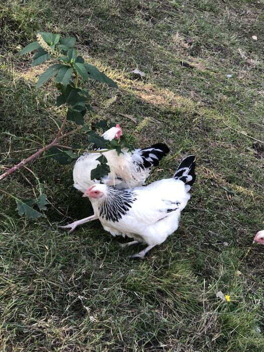 Sussex ligth animais e ovos.