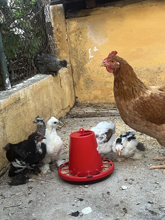Galinha e Pintainhos