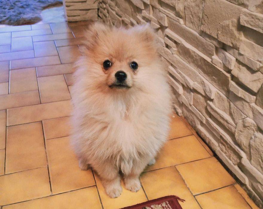 szpic miniaturowy pomeranian