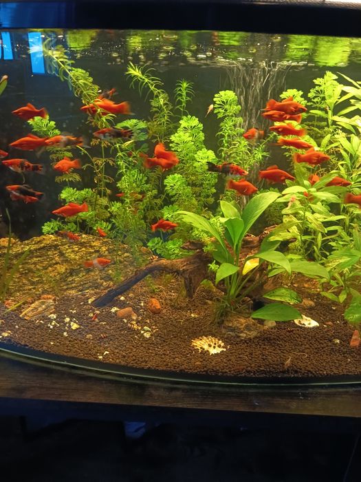 Sprzedam lub zamienię