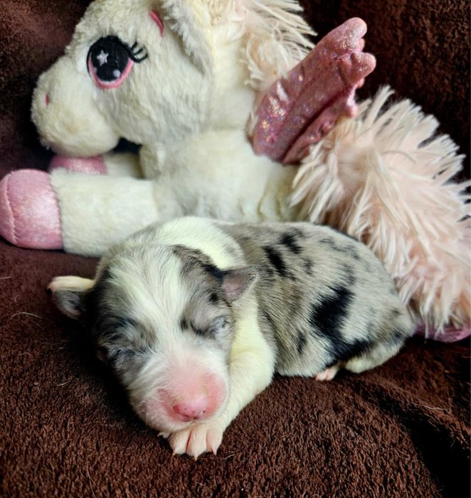 Border Collie ZKwP FCI